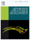 ARTHROPOD STRUCTURE & DEVELOPMENT